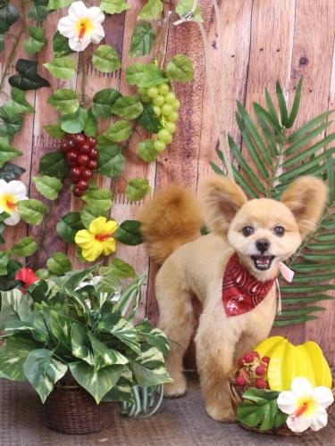 20230811クッキーくん